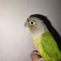 گرینچیک ،طوطی