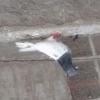 سپه صید شده
