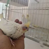 واگذاری سالن عروس هلندی|پرنده|سبزوار, ابوریحان|دیوار