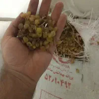 خرید سبزه دودی