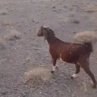بز قوچ تکه میش بزغاله ماده