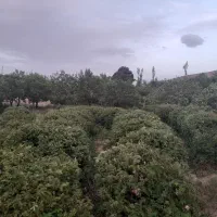 گل محمدی سربری وکف بری به صورت ساعتی
