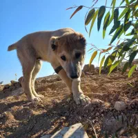 توله سگ سرابی نر اصیل|سگ|کرمانشاه, |دیوار