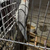 یک جفت عروس هلندی نر و ماده|پرنده|مشهد, دانش|دیوار