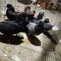 دونه 200 هزار تومن|پرنده|بند زرک, |دیوار