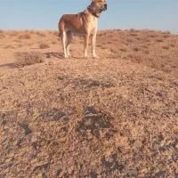 فروش ماده خراسانی