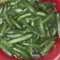 خیاره تازه قلمی