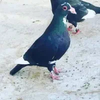 کفتر معاوضه