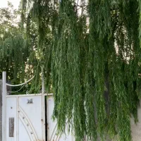 باغچه چهاردیواری ۶۶۰ م چهارباغ مناسب ویلا سازی