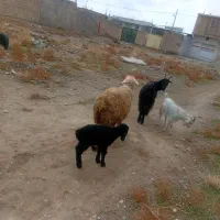 میش بره|حیوانات مزرعه|مرودشت, محمد آباد|دیوار