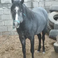 سلام دوتا اسب کورد شجره عالی با بهترین خط خون
