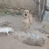 ماده‌سرابی‌یک‌سال‌نیم‌فروشی