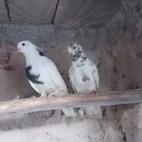 کبوتر|پرنده|مراغه, |دیوار