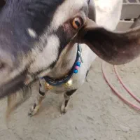 کهره|حیوانات مزرعه|میناب, |دیوار