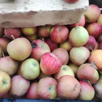سرکه سیب