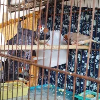 عروس هلندی و فنج کینگ|پرنده|الوند, |دیوار