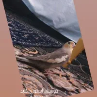 عروس هلندی