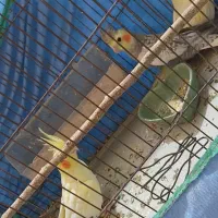 **فروش عروس هلندی کوکاتیل و لوتینیوم**|پرنده|اهواز, کوی باهنر|دیوار