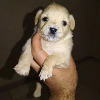 پامر اشپیتز