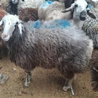 گوسفند زنده جهت عقیقه قربانی ارسال درب منزل باقصاب