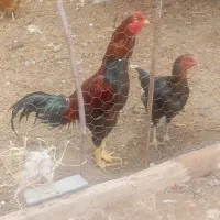 لاری