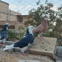 کفتر تهرونی شازده پرشی و پر سبز معاوضه با سرور
