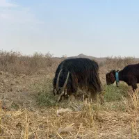 نربز برره  میش بز ۱۵ تومن|حیوانات مزرعه|کهریزک, |دیوار