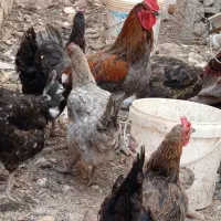 مرغ محلی پاسیاه|حیوانات مزرعه|ششده و قره بلاغ, |دیوار