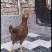 خروس و مرغ لاری