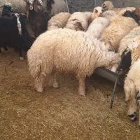 تعداد ۳۲ عدد بره صادراتی|حیوانات مزرعه|بدره, |دیوار