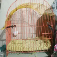 قفس پرنده