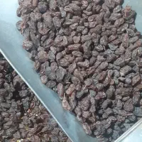 کشمش آفتابی ارگانیگ|خوردنی و آشامیدنی|تاکستان, |دیوار