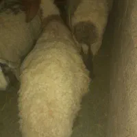 گوسفند چاق چاق ۲۰ تومن
