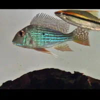 فروش انواع ماهی زینتی خاص|ماهی|ساری, |دیوار