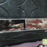 ساعت مچی زنانه درحد نوع