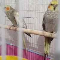 یک جفت عروس هلندی باتخم|پرنده|مهریز, |دیوار