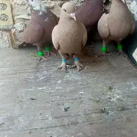 کبوتر کفتر|پرنده|مشهد, پورسینا|دیوار