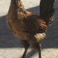 خروس لری اصیل