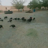 تعداد ۲۰ عدد برنز ارگانیک ۵ ماهه از ۱۵۰۰تادو|حیوانات مزرعه|خرم بید, |دیوار