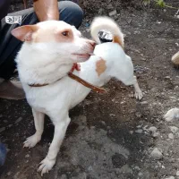 این سگ چیووابه فروش میرسد(نر)