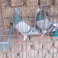 دمگیر خرقه