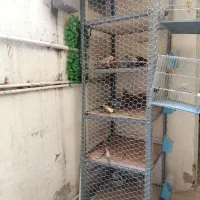 قفس جفتی جفت کن