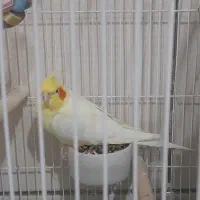 عروس هلندی ماده سالم سن یکساله. مایل ب معاوضه