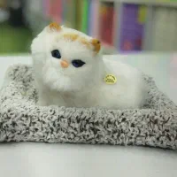 گربه های موزیکال