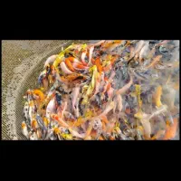 ماهی کوی آب سرد استخری و آبگرم آکواریومی|ماهی|نجف‌آباد, فاز ۲ شهرک آزادگان|دیوار