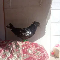 کفتر سوسکی|پرنده|قوچان, |دیوار