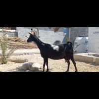 فروش بز سلاله اصل درجه یک