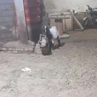 بزغاله نر عراقی|حیوانات مزرعه|قصابه, |دیوار