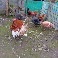 فروش‌بقلمون|حیوانات مزرعه|سیاهکل, |دیوار