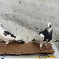 کفتر|پرنده|شیراز, تندگویان|دیوار